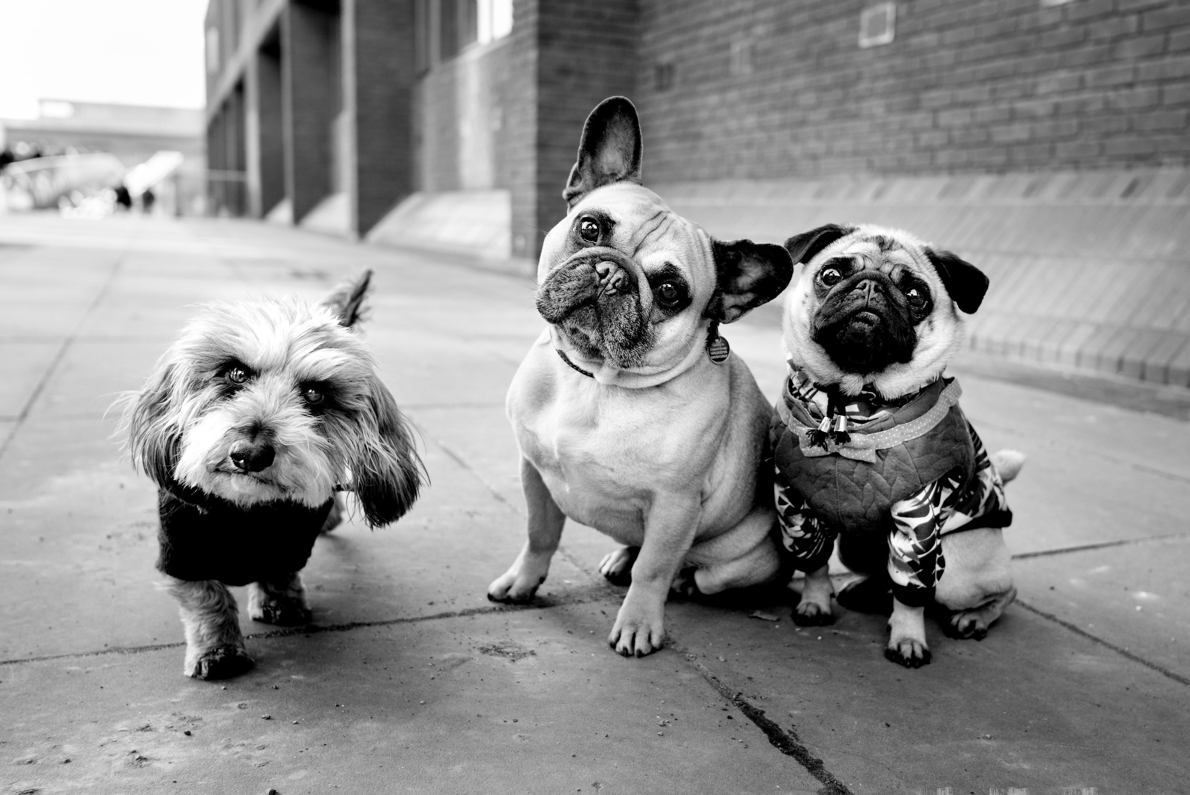 20.02.27 SYDNEY - Contrast & Chaos: Street Photography Weekend with Alan Schaller